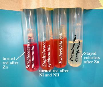 pseudomonas aeruginosa catalase test|Microbiology Lab : MOLB 2210 .